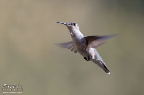 3566 Female Ruby-Throated Hummingbird