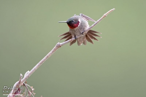 3575 Male Ruby-Throated Hummingbird Defensive Posture