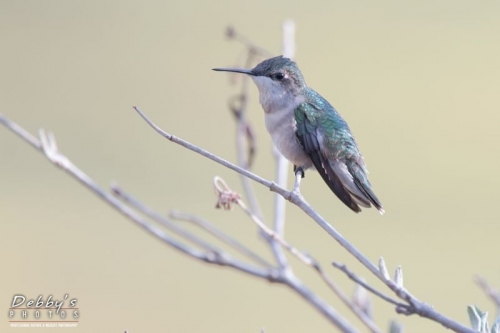 3582 Sitting Female Ruby-Throated Hummingbird