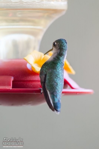 3583b Female Ruby-Throated Hummingbird