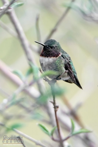 3597 Sitting Male Ruby-Throated Hummingbird