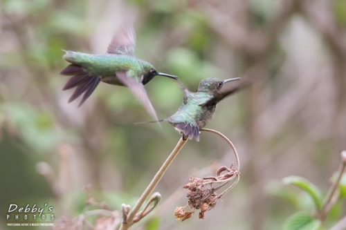3603 Male Ruby-Throated Hummingbird Chasing Another