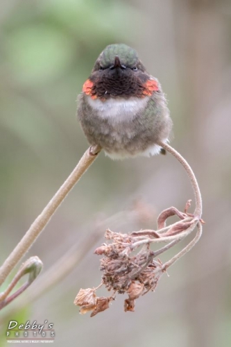 3606 Male Ruby-Throated Hummingbird