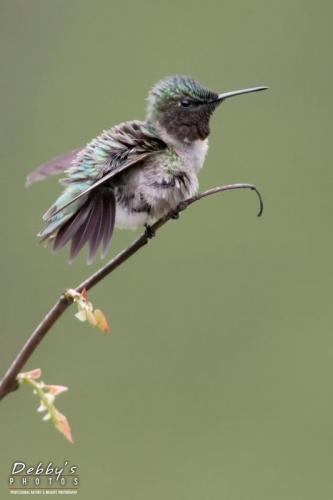 3610 Male Ruby-Throated Hummingbird in Redbud Tree