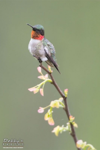 3613 Ruby-throated Hummingbird on Redbud Branch