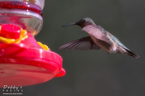 4271 Male Ruby-Throated Hummingbird