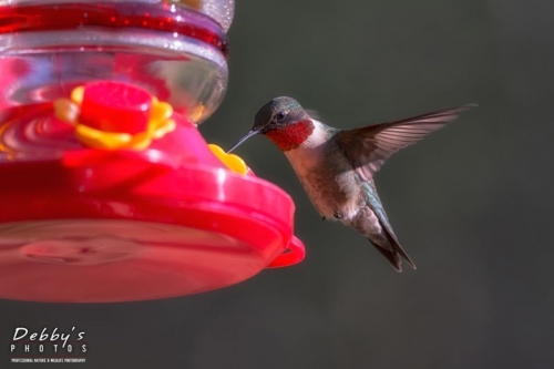 4272 Male ruby-Throated Hummingbird