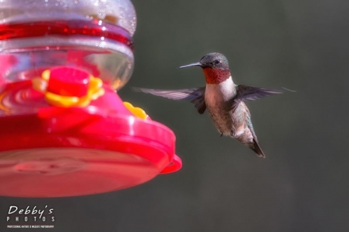 4273 Male Ruby-Throated Hummingbird