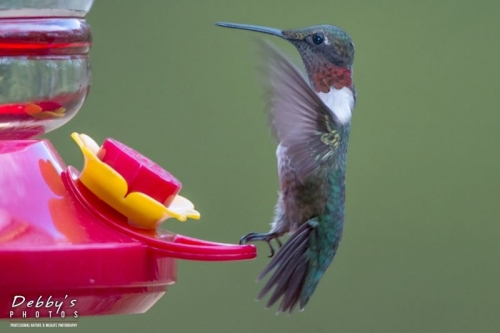 4287 Male Ruby-Throated Hummingbird Coming Into Feeder