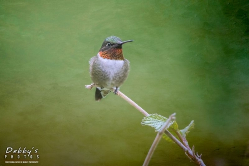 4327b Male Ruby-Throated Hummingbird with Texture Background