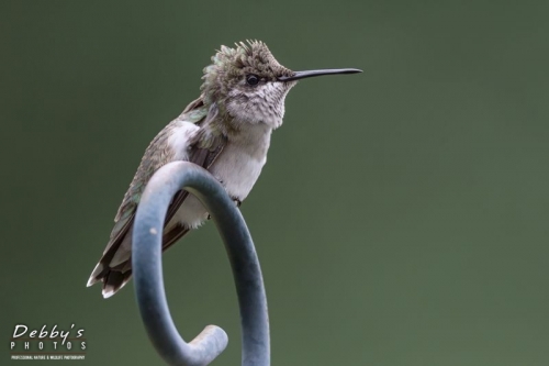 4483 Juvenile Ruby-Throated Hummingbird