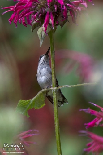 4497 Juvenile Ruby-Throated Hummingbird Sitting on a Leaf