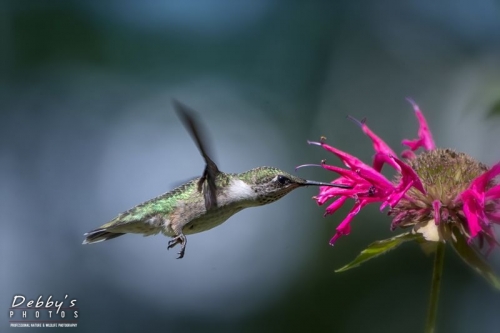 4498 Juvenile Male Ruby-Throated Hummingbird