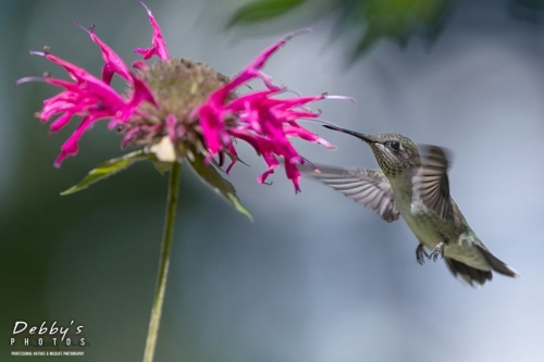 4499 Juvenile Male Ruby-Throated Hummingbird