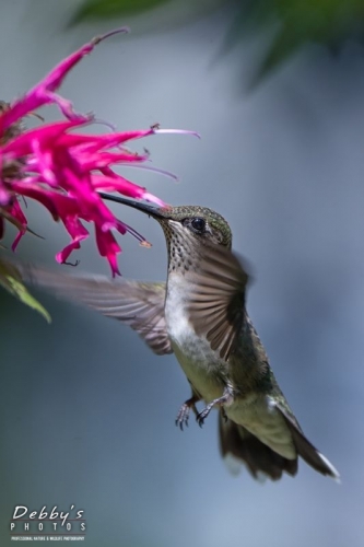 4503 Juvenile Male Ruby-Throated Hummingbird
