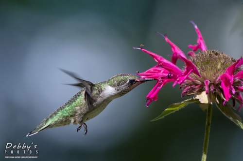 5000 Male Juvenile Ruby-Throated Hummingbird