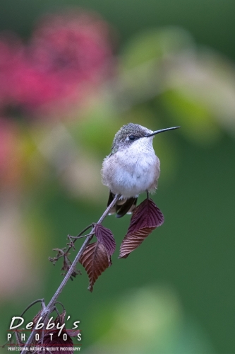 7911b Ruby-Throated Hummingbird sitting in bush