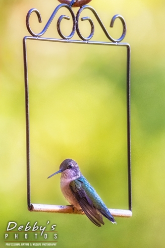 7921 Ruby-Throated Hummingbird sitting on the swing