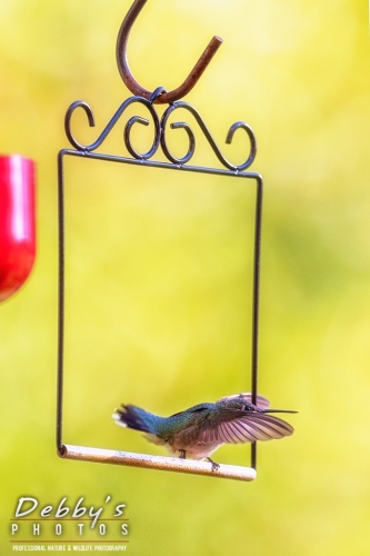 7921b Ruby-Throated Hummingbird taking off from swing