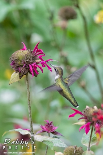 7928 Juvenile Ruby-Throated Hummingbird