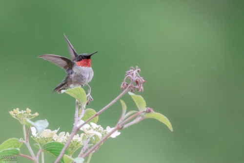 8281 Male Ruby-Throated Hummingbird sitting in bush in the rain