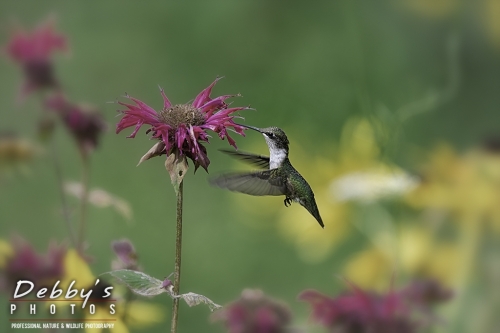 8392 Female Ruby-Throated Hummingbird in Bee Balm