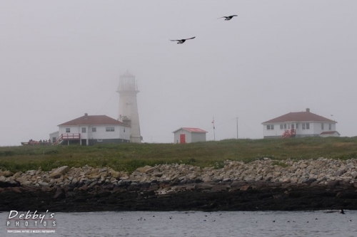 1373 Machias Seal Island, Gulf of Maine