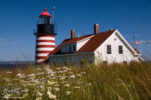 1768 W. Quoddy and Daisies, Lubec