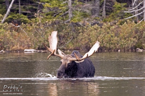 1247c Bull Moose Shaking Off Water
