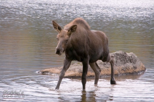 1963 Ruffled Moose Calf
