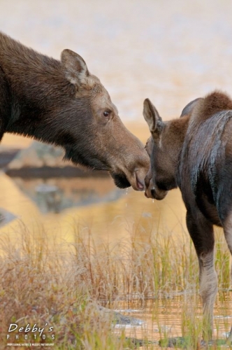 2829 Cow and Calf Moose Nose to Nose