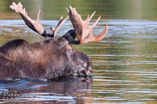 2830  Bull Moose Swimming