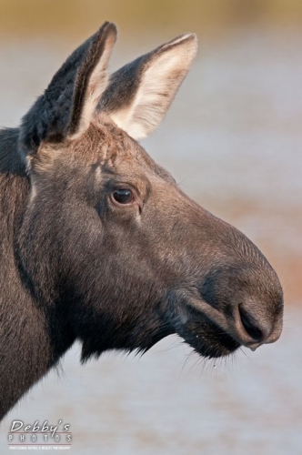2831 Calf Moose Profile