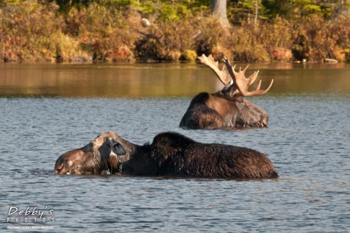 2832 Bull and Cow Moose Feeding