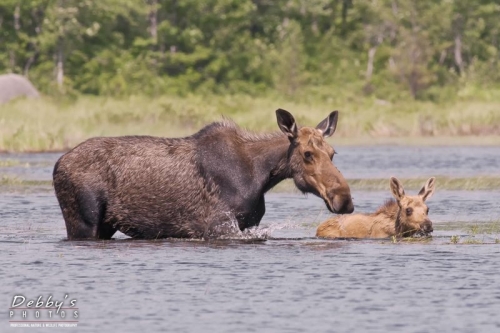 3243b Cow and Calf Moose