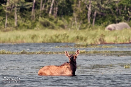 3244 Moose Calf making a funny face