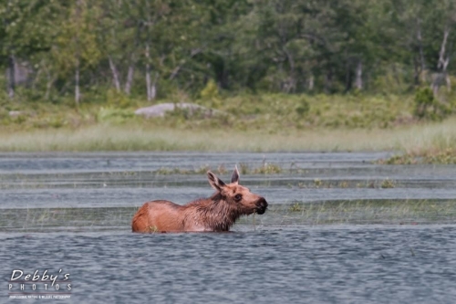 3261 Calf Moose
