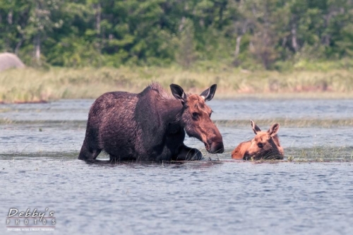 3263 Cow and Calf Moose