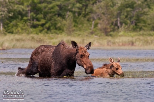 3264 Cow and Calf Moose