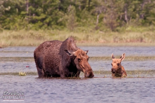 3267 Cow and Calf Moose
