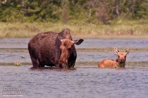 3268 Cow and Calf Moose