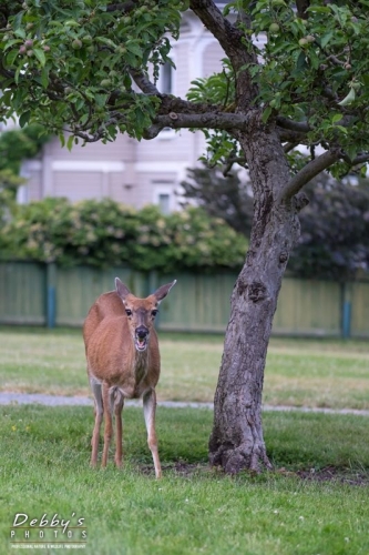 4463 Deer Eating an Apple