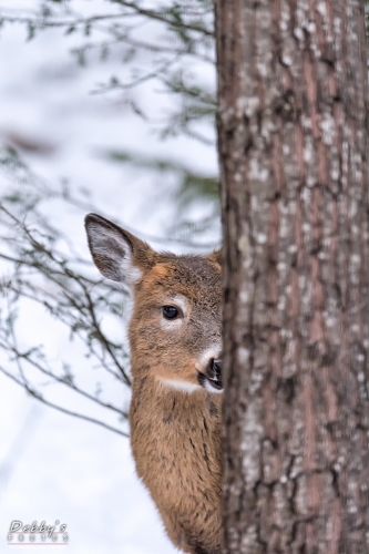 7073 Deer Peeking Around Tree