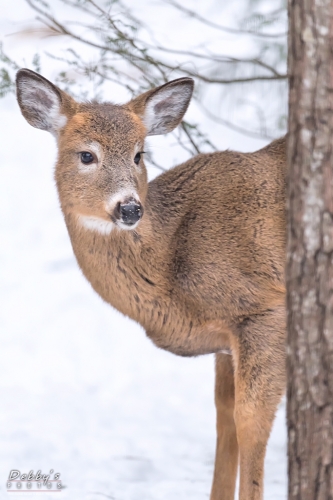 7076 Deer in the Snow