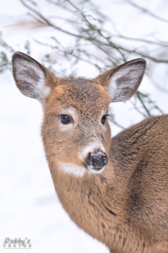 7076b Deer in the Snow