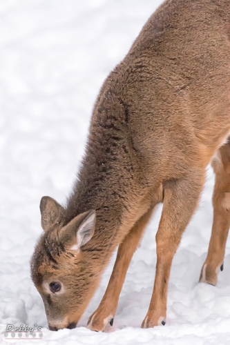 7104 Young Deer in the Snow