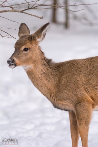 7105 Young Deer in the Snow