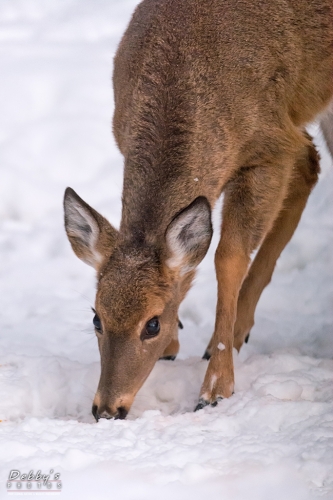 7106 Deer in the Snow
