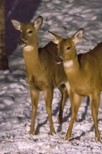 7108b Deer at Night in the Snow