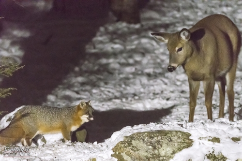 7110 Gray Fox and Deer at Night in the Snow